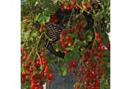 Френзи F1 - томат детерминантный, Lark Seeds (Ларк Сидс), США фото, цена